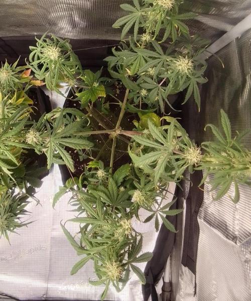 Mars is super boofing. Week 6 - Day 40