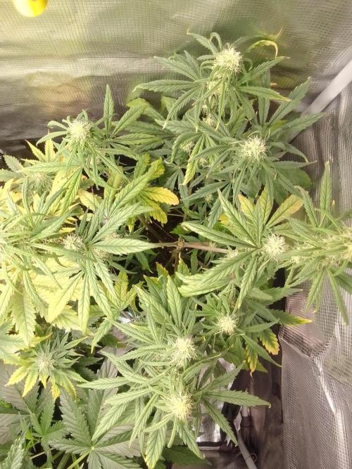 Mars is super boofing. Week 6 - Day 42