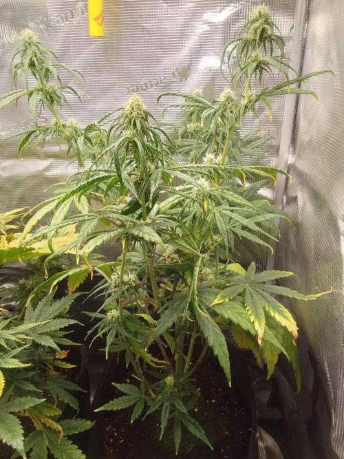 Mars is super boofing. Week 6 - Day 42