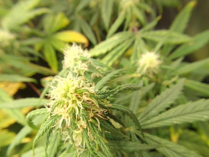 Mars is super boofing. Week 6 - Day 42