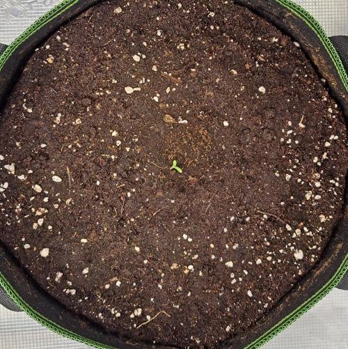 Gorilla with Z on Mars. Week 1 - Day 1