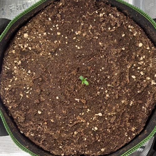 Gorilla with Z on Mars. Week 1 - Day 2