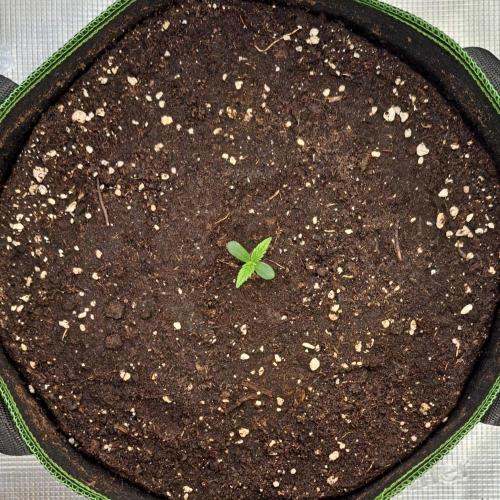 Gorilla with Z on Mars. Week 1 - Day 3