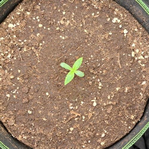 Gorilla with Z on Mars. Week 1 - Day 4