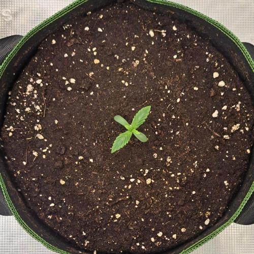 Gorilla with Z on Mars. Week 1 - Day 5