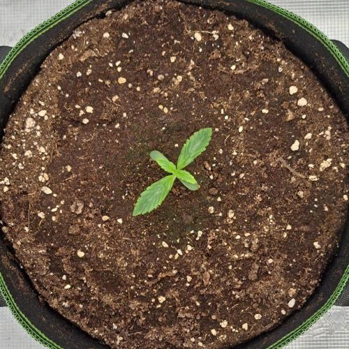 Gorilla with Z on Mars. Week 1 - Day 6