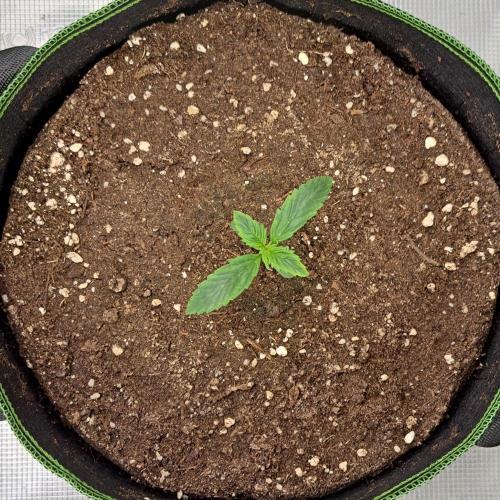 Gorilla with Z on Mars. Week 1 - Day 7