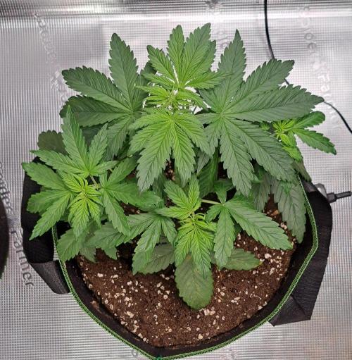 Purple Bananas spotted on Venus. Week 4 - Day 22