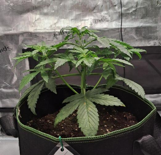 Purple Bananas spotted on Venus. Week 4 - Day 22