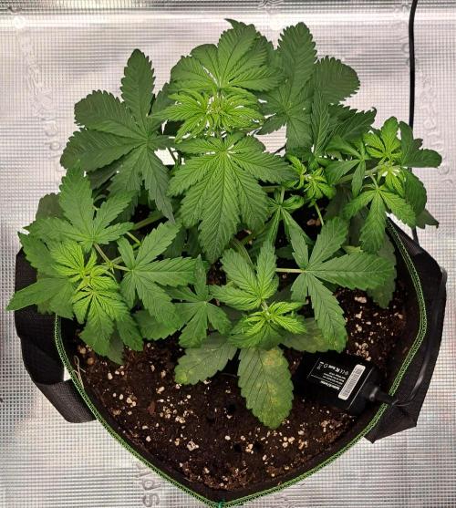 Purple Bananas spotted on Venus. Week 4 - Day 23