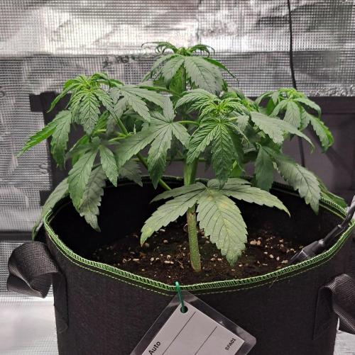 Purple Bananas spotted on Venus. Week 4 - Day 23
