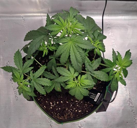 Purple Bananas spotted on Venus. Week 4 - Day 24