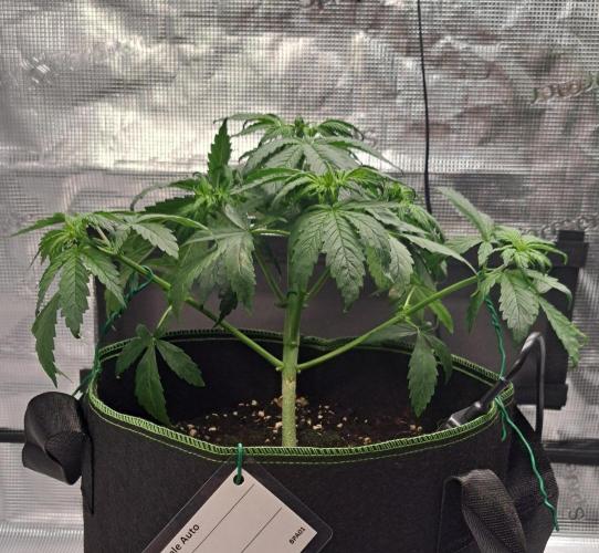 Purple Bananas spotted on Venus. Week 4 - Day 24