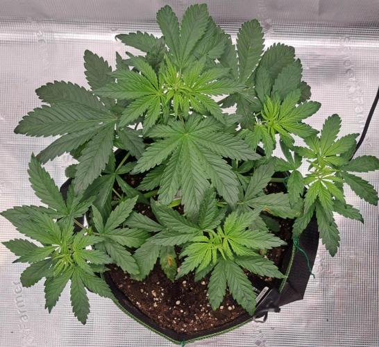 Purple Bananas spotted on Venus. Week 4 - Day 25