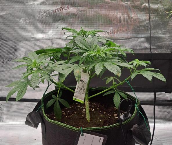 Purple Bananas spotted on Venus. Week 4 - Day 25