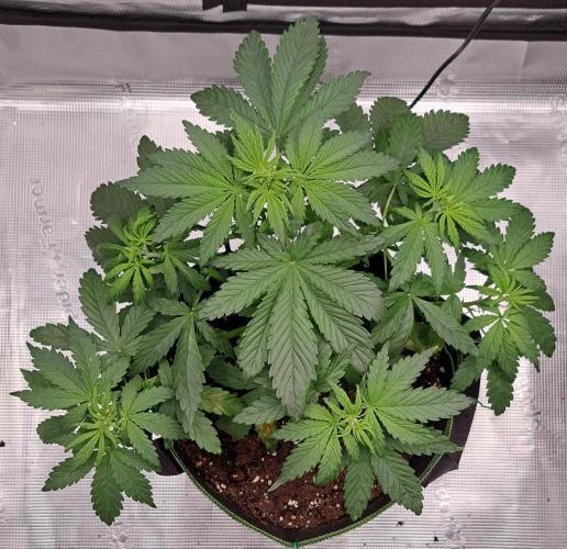Purple Bananas spotted on Venus. Week 4 - Day 26