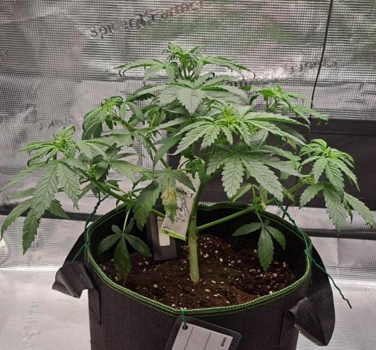 Purple Bananas spotted on Venus. Week 4 - Day 26