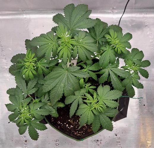 Purple Bananas spotted on Venus. Week 4 - Day 27