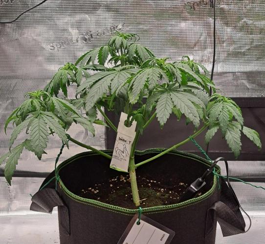 Purple Bananas spotted on Venus. Week 4 - Day 27