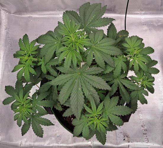 Purple Bananas spotted on Venus. Week 4 - Day 28