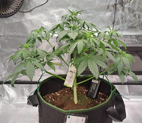Purple Bananas spotted on Venus. Week 4 - Day 28