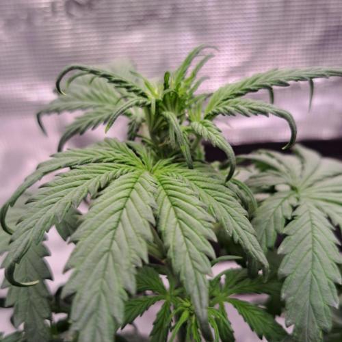 Purple Bananas spotted on Venus. Week 4 - Day 28