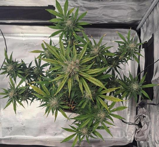 Venus takes on a tropical cherry. Week 8 - Day 50