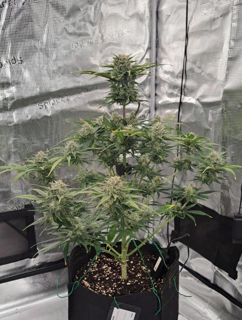 Venus takes on a tropical cherry. Week 8 - Day 50