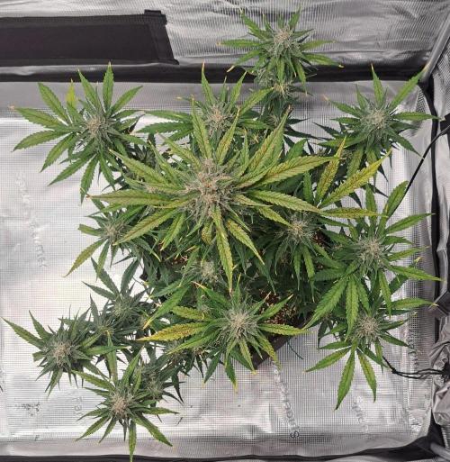 Venus takes on a tropical cherry. Week 8 - Day 51