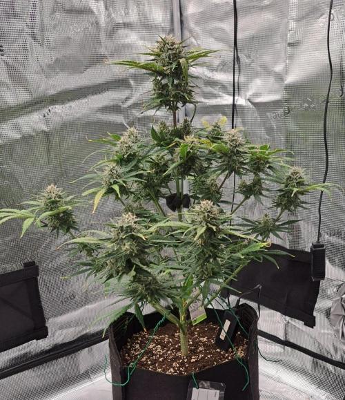 Venus takes on a tropical cherry. Week 8 - Day 51