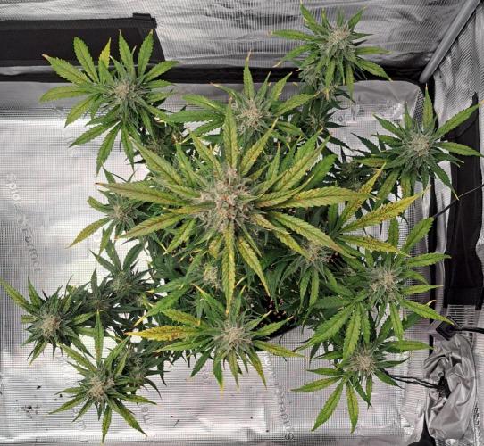 Venus takes on a tropical cherry. Week 8 - Day 52