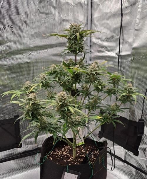 Venus takes on a tropical cherry. Week 8 - Day 52