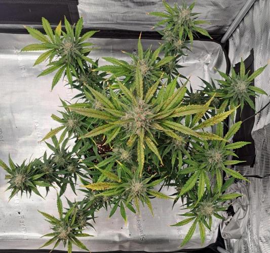 Venus takes on a tropical cherry. Week 8 - Day 53