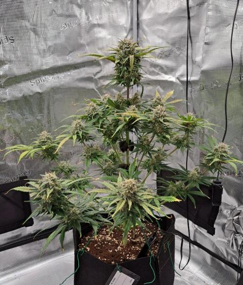 Venus takes on a tropical cherry. Week 8 - Day 53