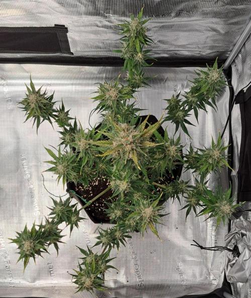 Venus takes on a tropical cherry. Week 8 - Day 54