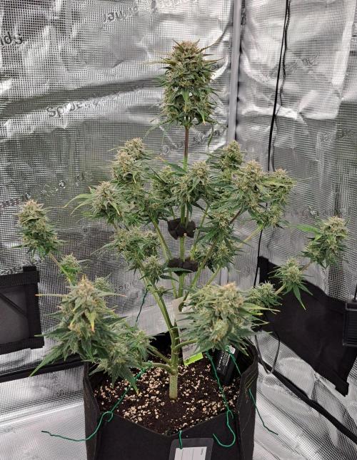 Venus takes on a tropical cherry. Week 8 - Day 54