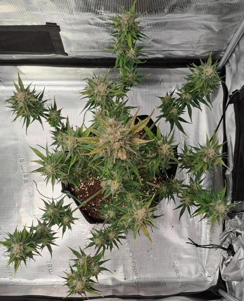 Venus takes on a tropical cherry. Week 8 - Day 55