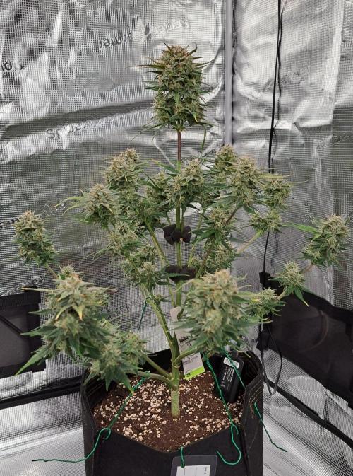 Venus takes on a tropical cherry. Week 8 - Day 55