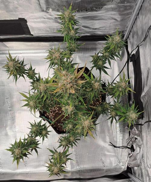 Venus takes on a tropical cherry. Week 8 - Day 56