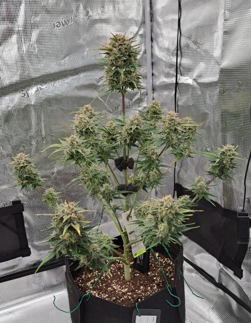 Venus takes on a tropical cherry. Week 8 - Day 56