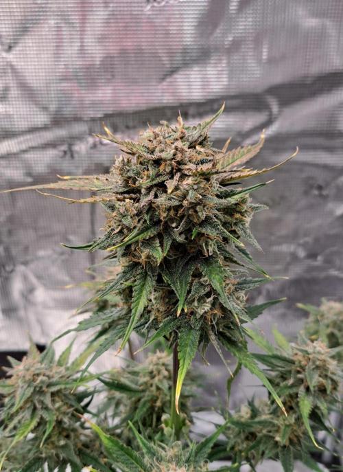 Venus takes on a tropical cherry. Week 8 - Day 56