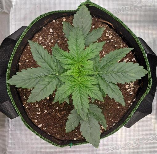 Fruity Skittlez for Saturn. Week 3 - Day 15