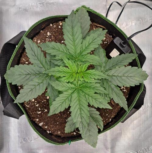 Fruity Skittlez for Saturn. Week 3 - Day 16