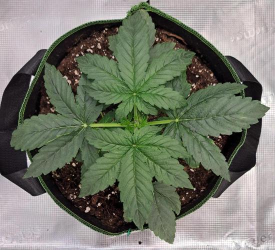 Fruity Skittlez for Saturn. Week 3 - Day 17