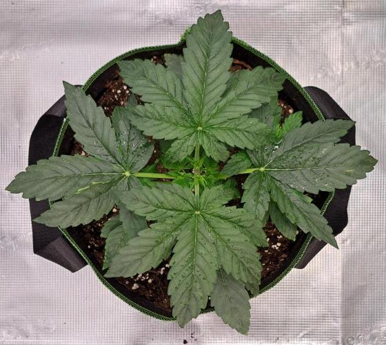 Fruity Skittlez for Saturn. Week 3 - Day 18