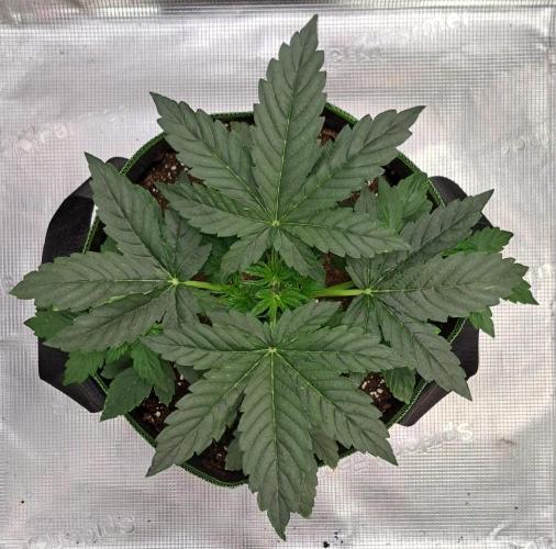 Fruity Skittlez for Saturn. Week 3 - Day 19