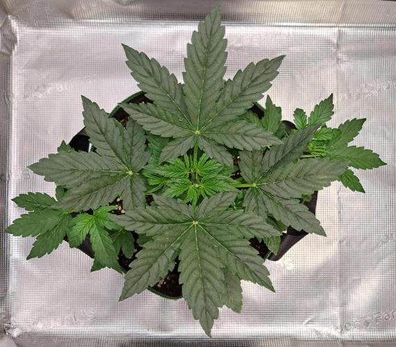 Fruity Skittlez for Saturn. Week 3 - Day 20