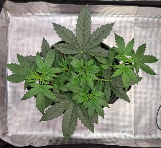 Fruity Skittlez for Saturn. Week 3 - Day 21