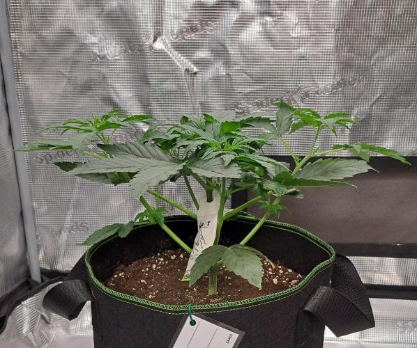 Zkittlez Auto. Week 3