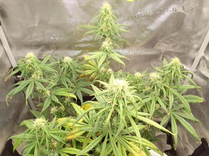 Mars is super boofing. Week 7 - Day 43